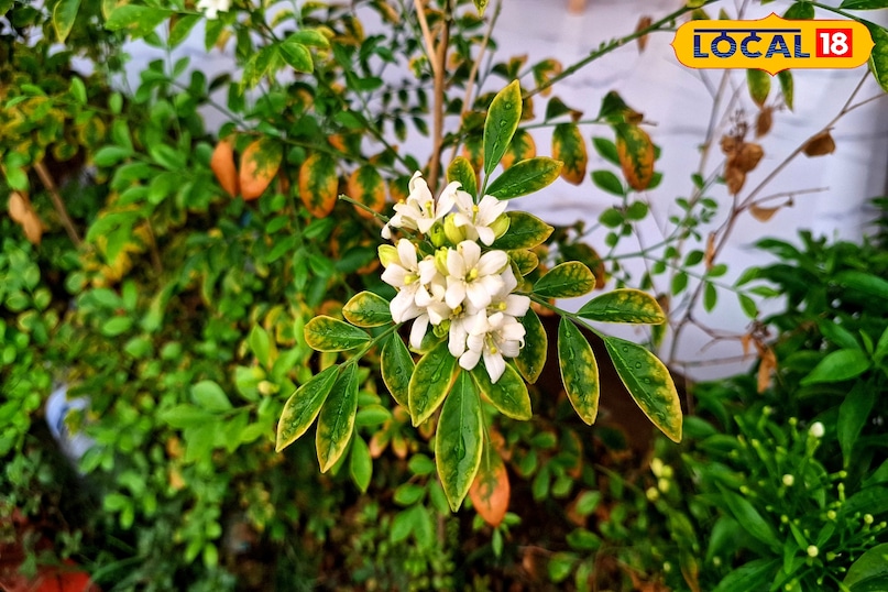 madhukamini flower madhukamini flower