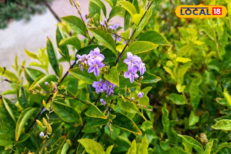 duranta flower duranta flower
