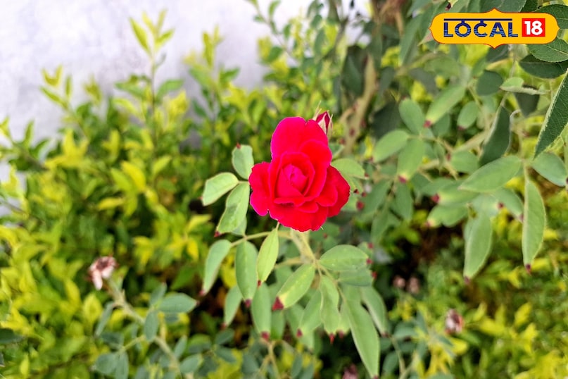 rose flower plant rose flower plant