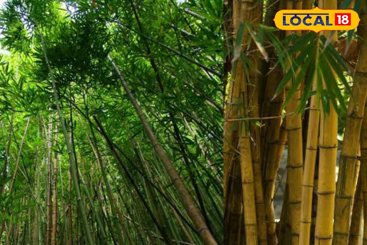 PHOTO: न पानी न खाद, मानसून में करें इस घास की खेती, लग जाएगी जैकपाट