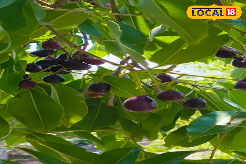 Jamun Jamun