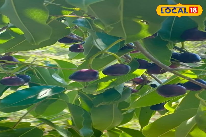 Jamun Jamun