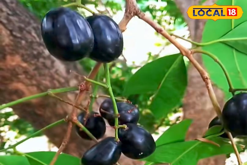 Fruit