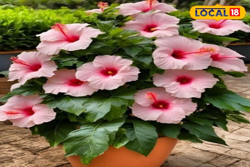 News 18 News 18