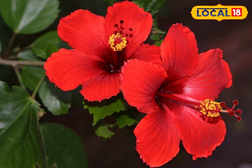 News 18 News 18