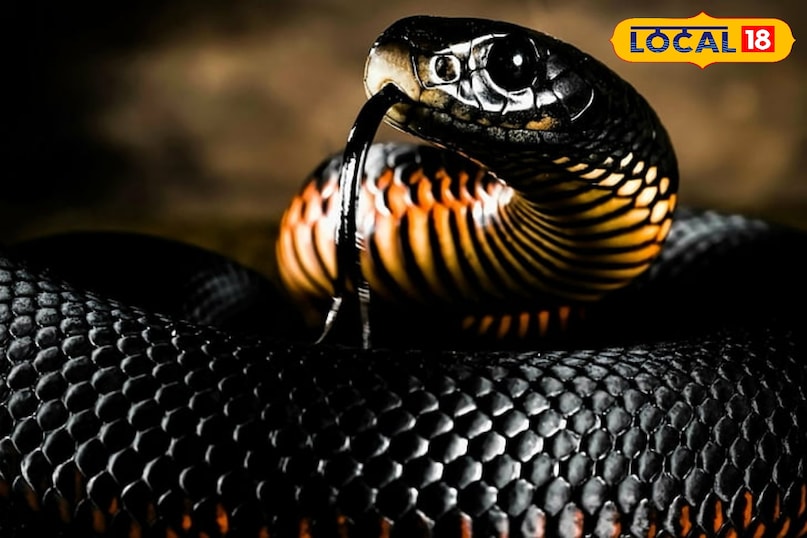 snake