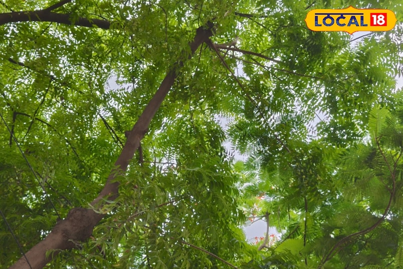 Amazing tree 