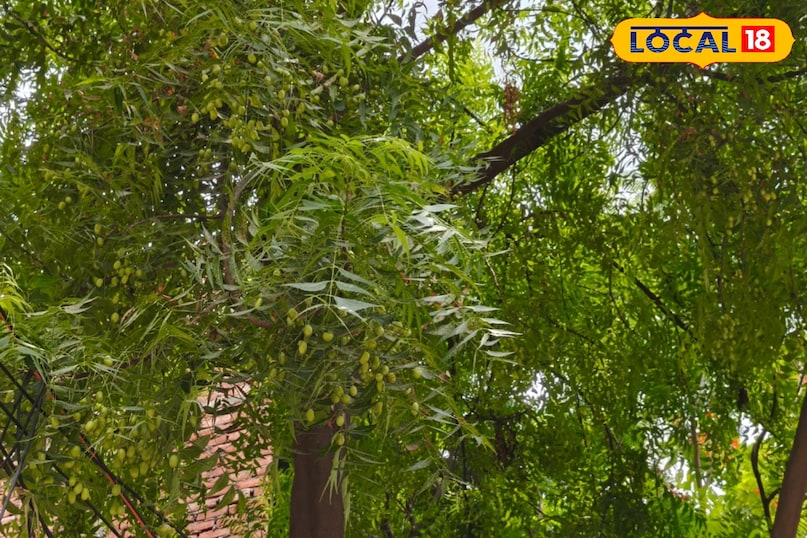 Neem leaves 