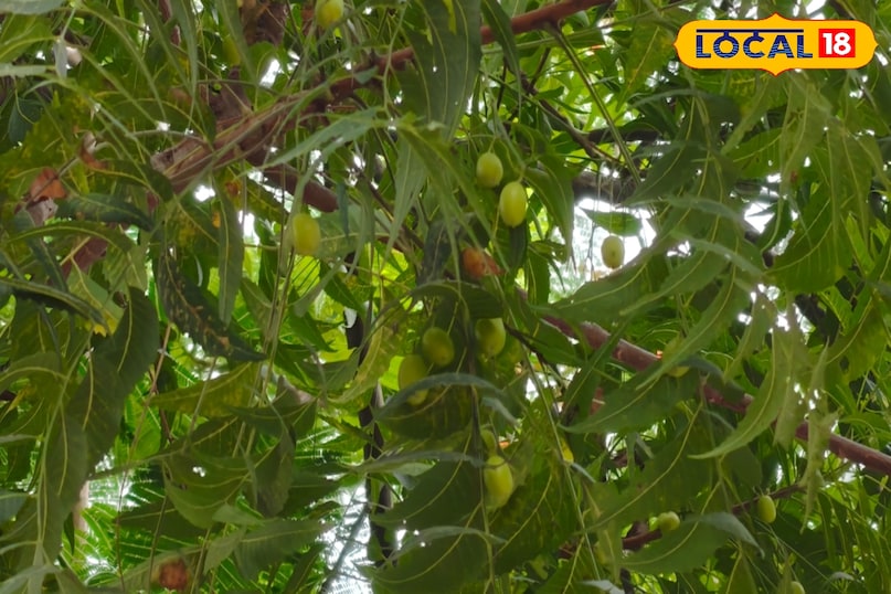 Neem fruit 