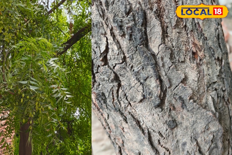 Neem bark 