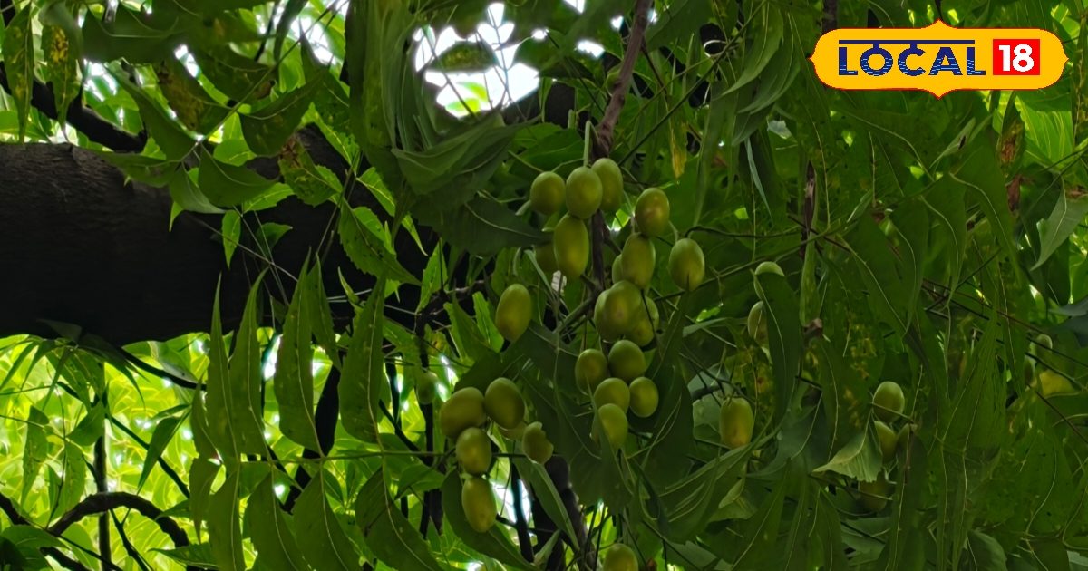 क्या एक पेड़ के हो सकते हैं इतने चमत्कारी फायदे? शुगर से लेकर कैंसर तक में कारगर, जानिए कैसे करें इस्तेमाल