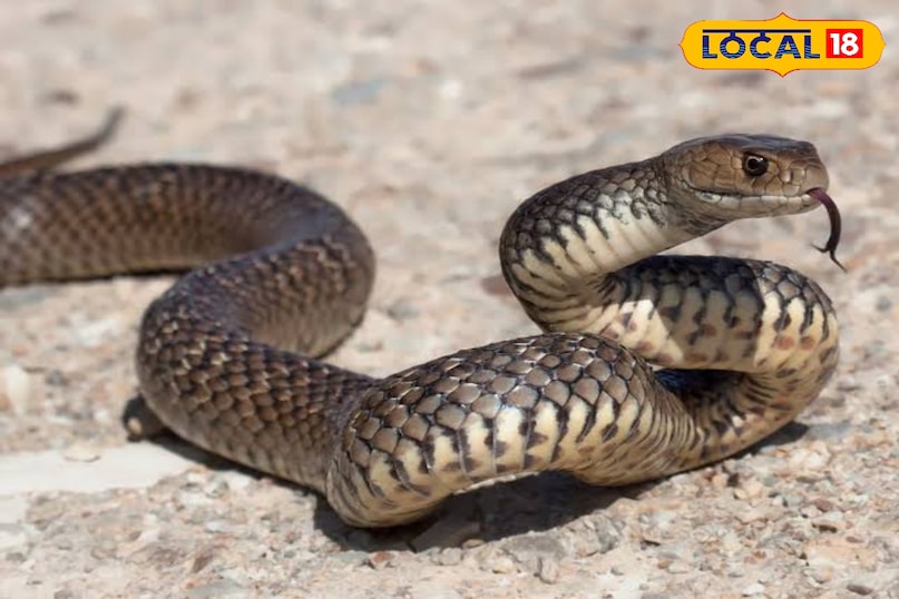 राख, नीम और मैच सबसे किफायती चाल हैं