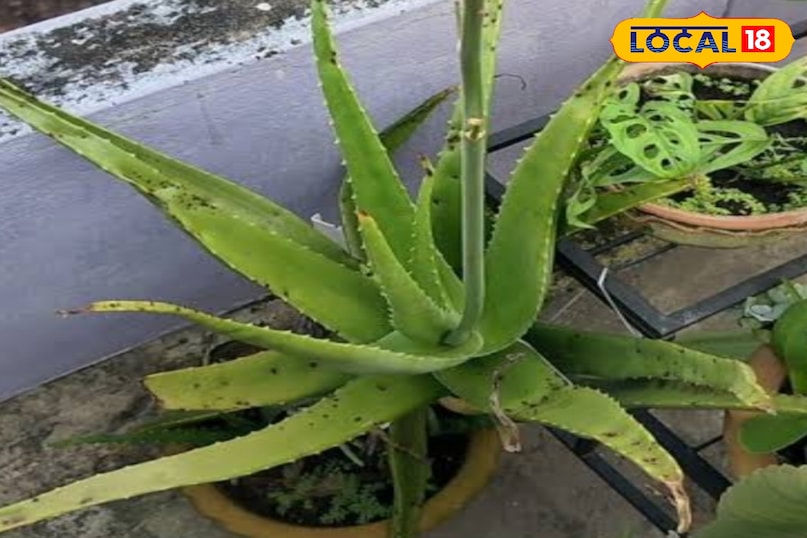 Aloe Vera 