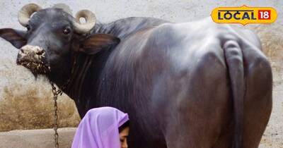 Protect Livestock from Cold: Vet Tips to Maintain Milk Production in MP