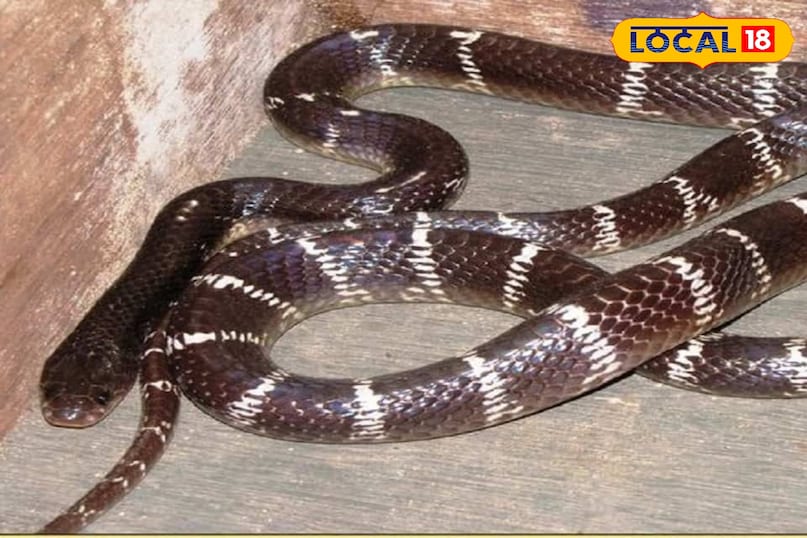 Nag Panchami 2025, nag panchami, नाग पंचमी 2025, नाग पंचमी, साइलेंट किलर कौनसा सांप है , दुनिया का सबसे जहरीला सांप , world venomous snake , Common krait , कॉमन करैत , common krait bite death time , krait bite , कॉमन करैत काटने के लक्ष्ण , कॉमन करैत की फोटो , venomous snake Nag Panchami 2025, nag panchami, नाग पंचमी 2025, नाग पंचमी, साइलेंट किलर कौनसा सांप है , दुनिया का सबसे जहरीला सांप , world venomous snake , Common krait , कॉमन करैत , common krait bite death time , krait bite , कॉमन करैत काटने के लक्ष्ण , कॉमन करैत की फोटो , venomous snake