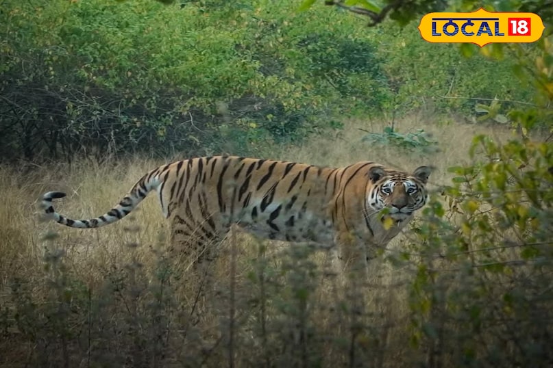 शेर की सफारी टाइगर रिजर्व जंगल एमपी टूरिज्म शेर की सफारी टाइगर रिजर्व जंगल एमपी टूरिज्म