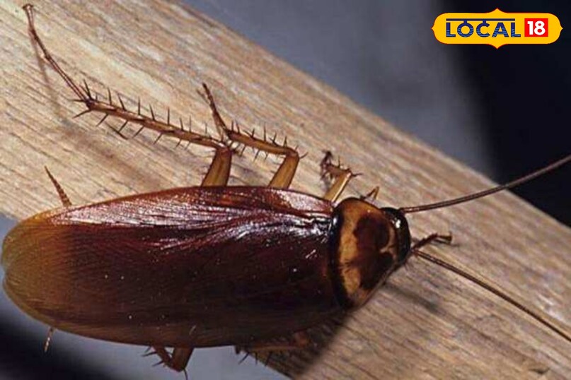 कॉकरोच से है परेशान 