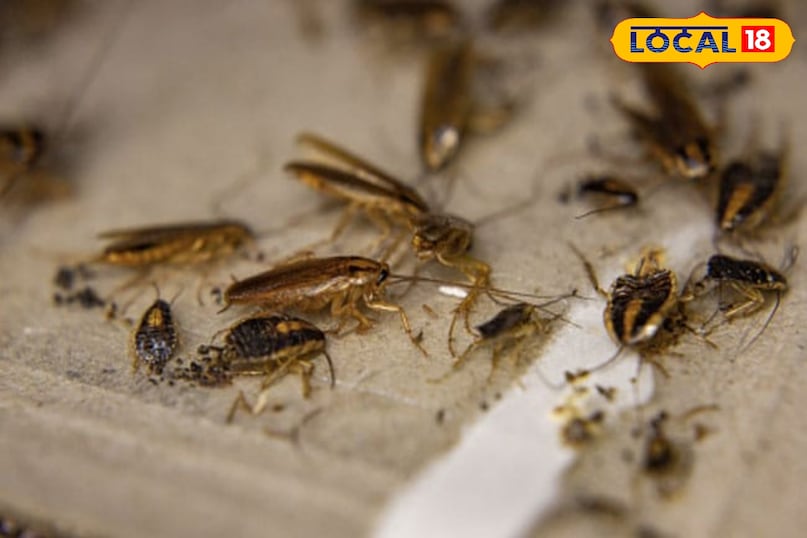 घर में है कॉकरोच 