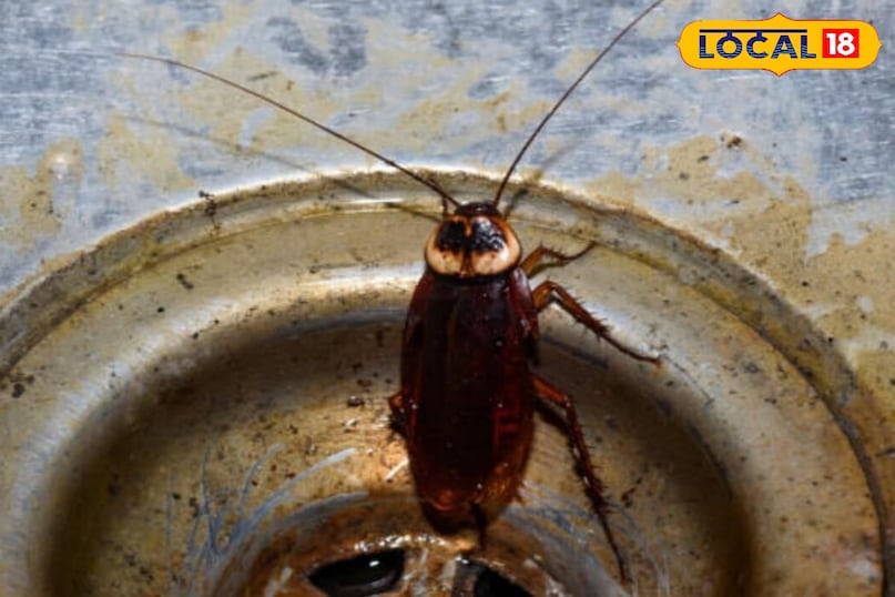 कॉकरोच दोबारा आपके पास नहीं आयेगे 