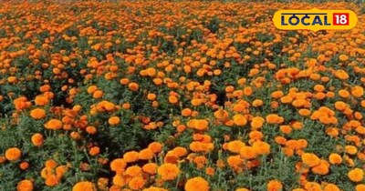 गेंदे की फसल 