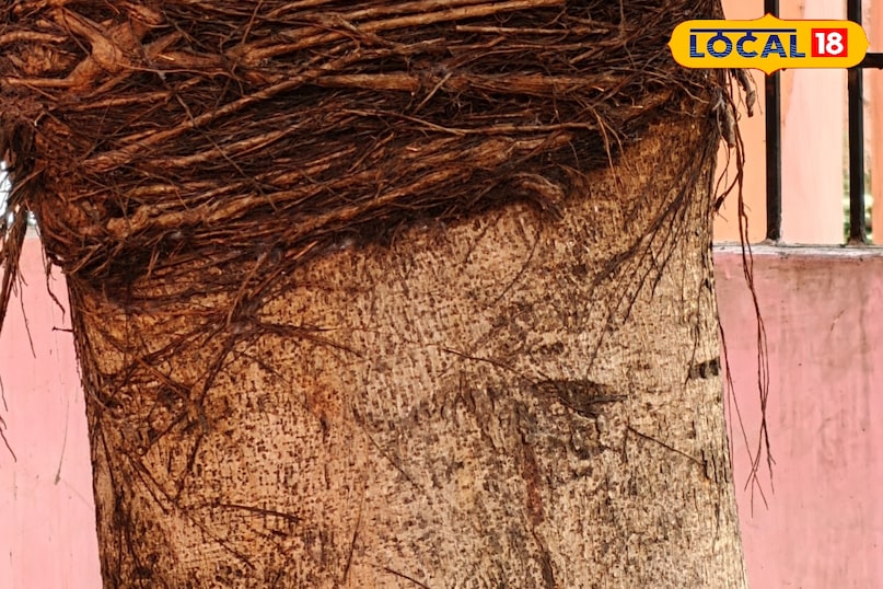 Benefits of bark 