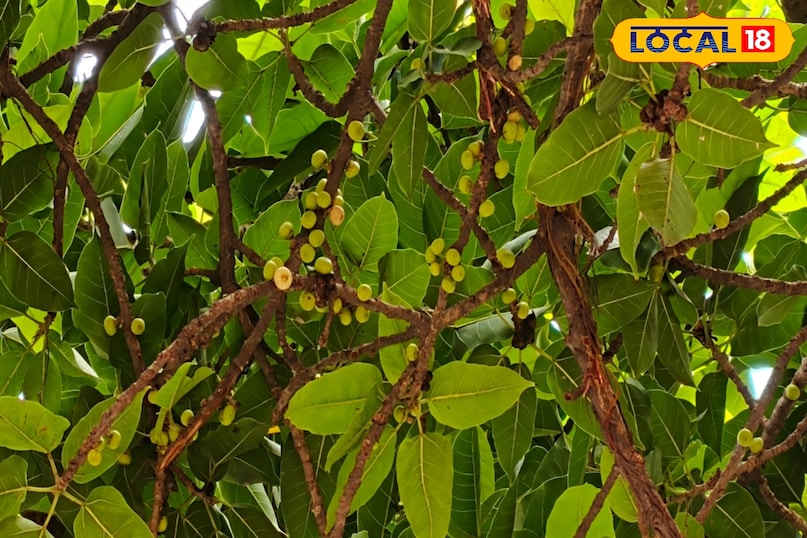 Benefits of fruit Benefits of fruit