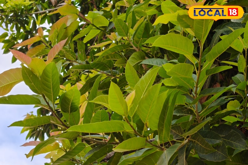 Benefits of Pakad 