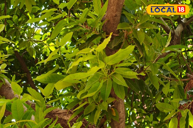 Benefits of leaves 