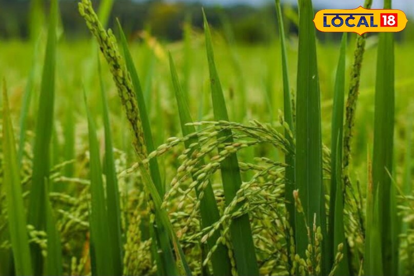 धान के लिए अच्छी खबर.
