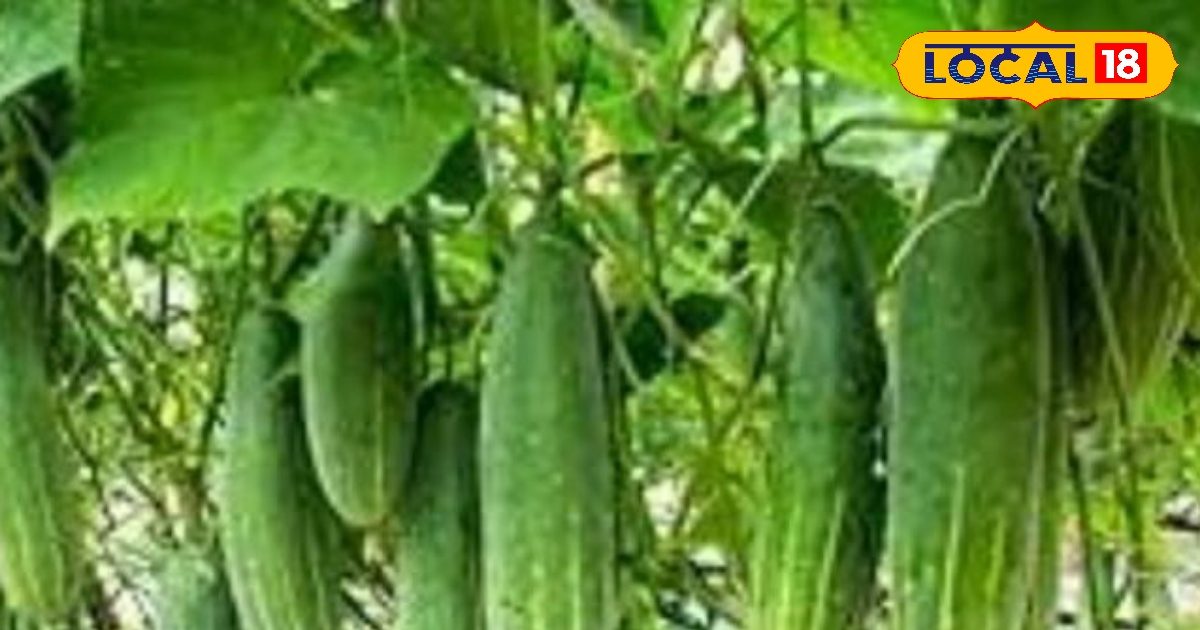 खीरा के इस किस्म की करें खेती, कम समय में होगी तैयार; उत्पादन के साथ बंपर होगी कमाई