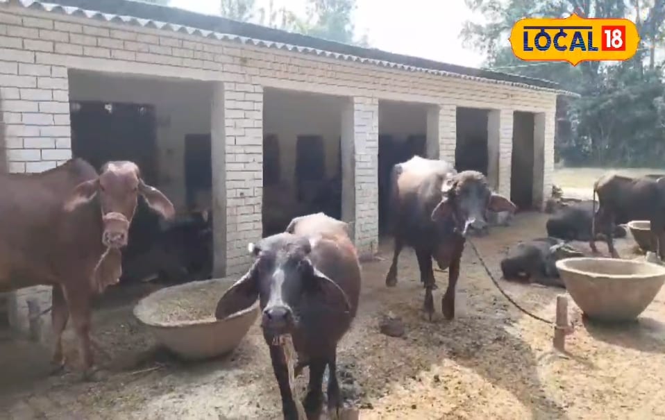 दूध निकालने के बाद गाय-भैंस को न करने दें ये काम, वरना हो सकती है यह गंभीर बीमारी