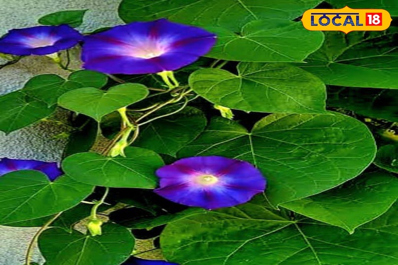 समाचार 18 