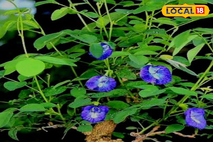 समाचार 18 