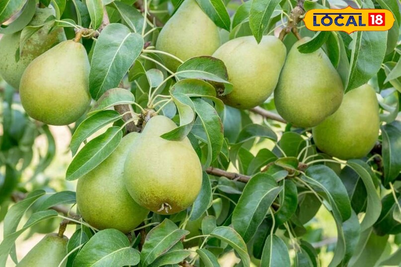 Traditional fruit, still as popular today Traditional fruit, still as popular today