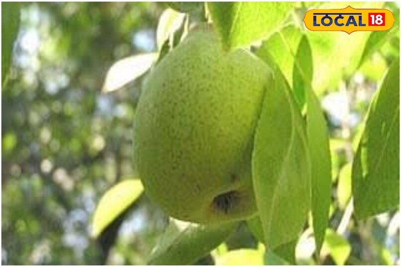 Pear Benefits : तबीयत हरी कर देगा 4 महीने पाया जाने ये पहाड़ी फल, बूढ़े दिखेंगे जवान और जवान दिखेंगे नौजवान Pear Benefits : तबीयत हरी कर देगा 4 महीने पाया जाने ये पहाड़ी फल, बूढ़े दिखेंगे जवान और जवान दिखेंगे नौजवान