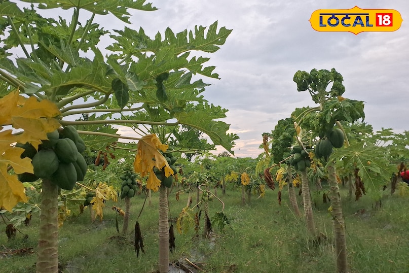 farming papaya farming papaya