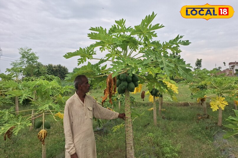 tips of payaya farming tips of payaya farming
