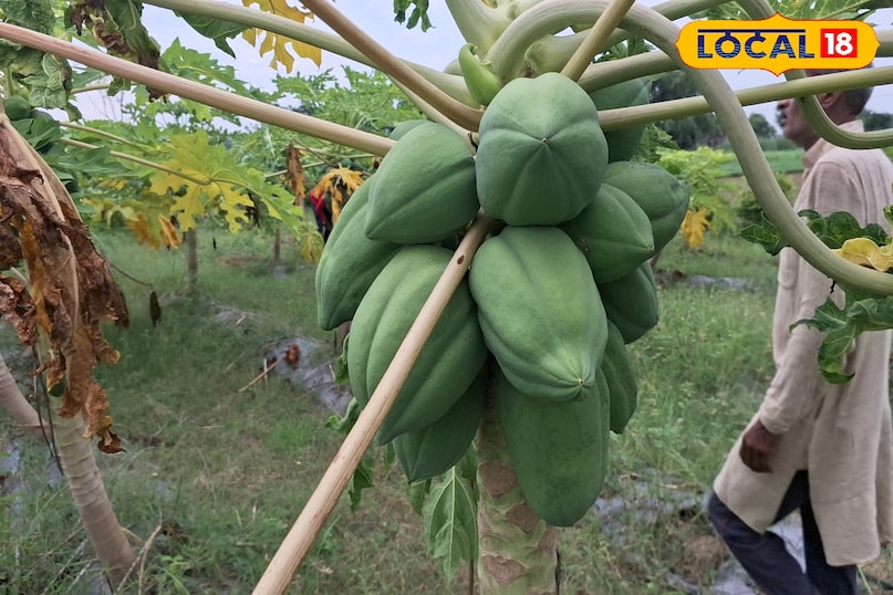 papaya farming papaya farming