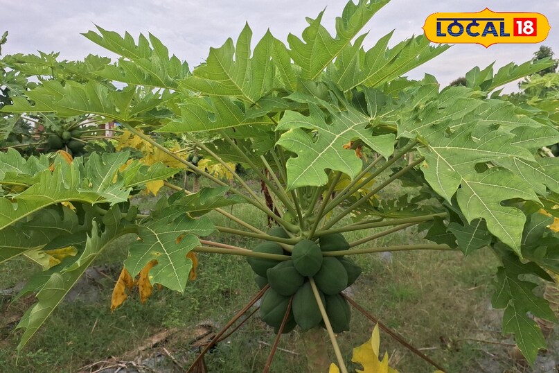 farming tips papaya farming tips papaya