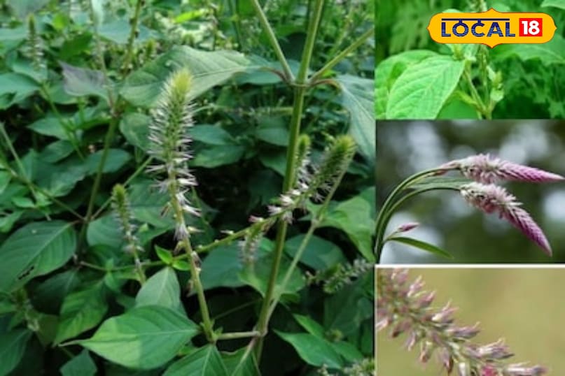 स्वास्थ्य युक्तियाँ स्वास्थ्य युक्तियाँ