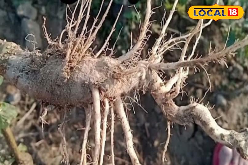 स्वास्थ्य युक्तियाँ स्वास्थ्य युक्तियाँ