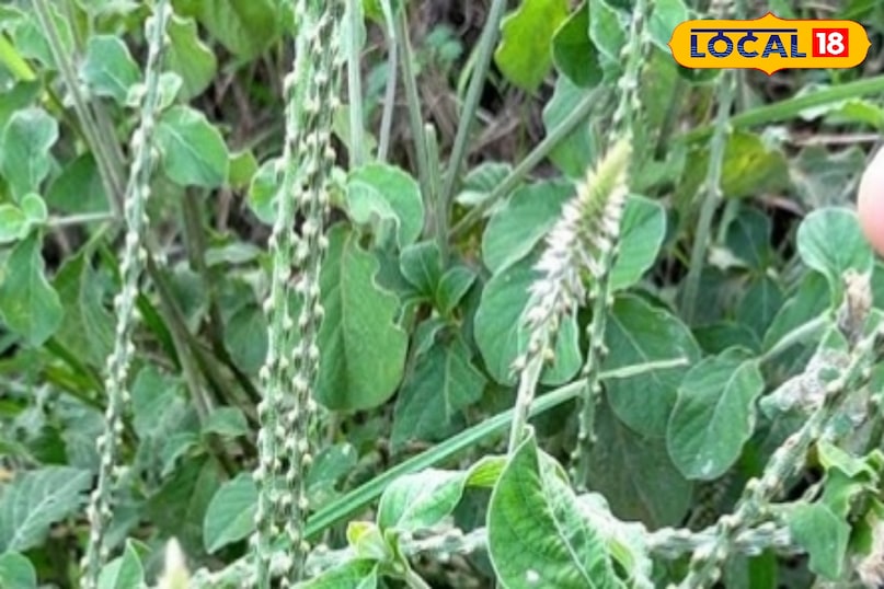 स्वास्थ्य युक्तियाँ 