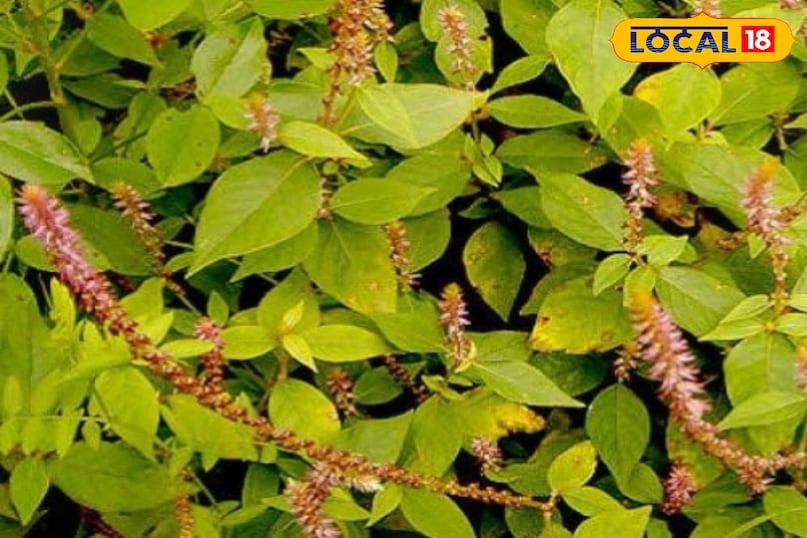 स्वास्थ्य युक्तियाँ 