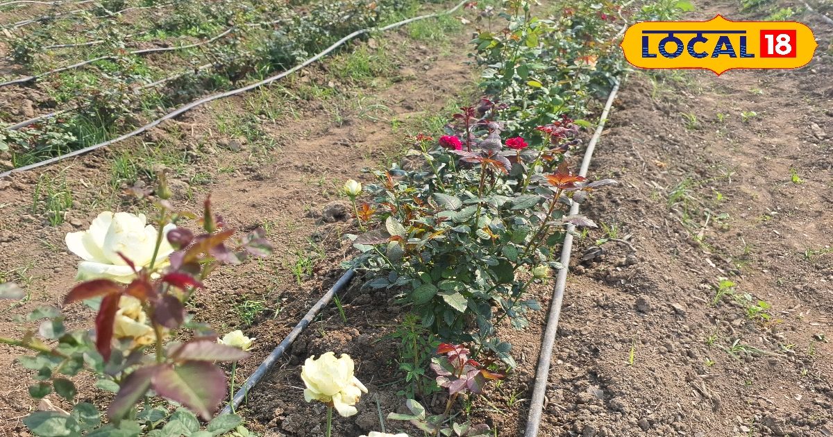 बारिश के मौसम में कहीं मुरझा न जाएं गुलाब, बाद में पछताने से अच्छा अभी कर लें ये काम