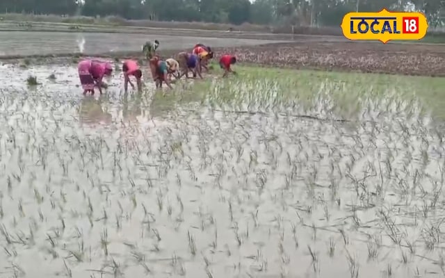 पाठा क्षेत्र में कर रहे हैं धान की खेती… रखें इन खास बातों का ध्यान! सूखे में भी होगी बंपर पैदावार