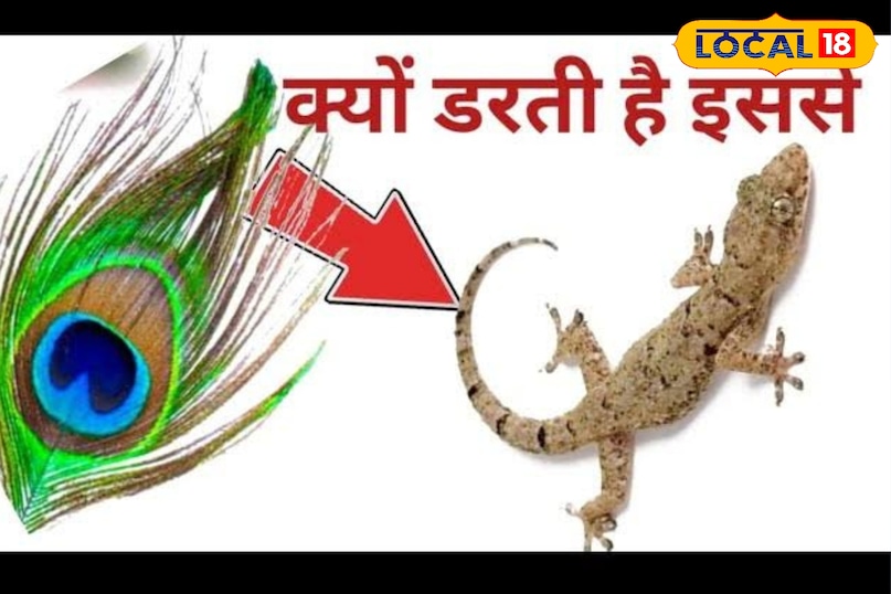 जोधपुर 