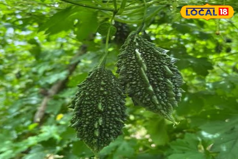 Bitter gourd Bitter gourd