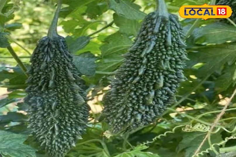 Bitter gourd Bitter gourd