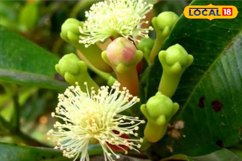 स्वास्थ्य युक्तियाँ स्वास्थ्य युक्तियाँ