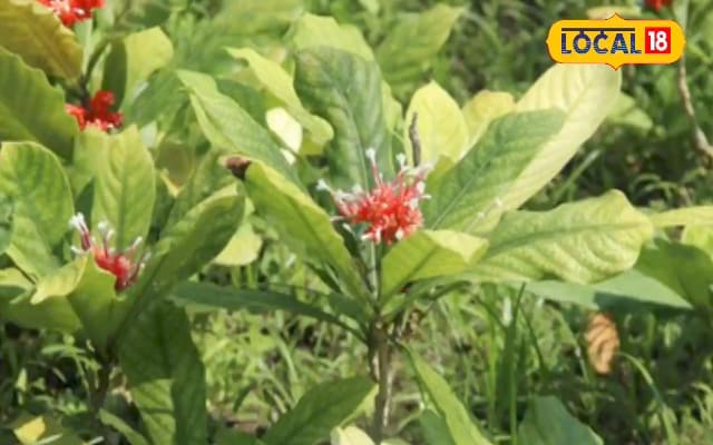 सांप से जान बचाने की अनोखी परंपरा! 4 महीने कलाई पर बांधी जाती है ये जड़